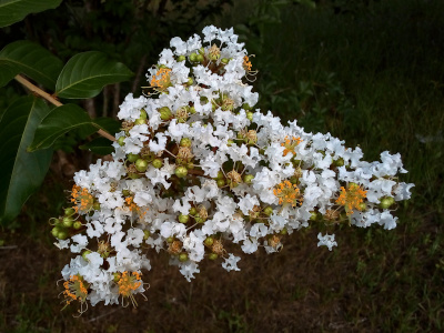 [A close view of a large group of white tiny flowers with multiple groupings of yellow-tipped stamen centers growing at the end of a branch.]